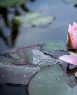 Samolepiace tapety Samolepiaca fototapeta ružový lotosový kvet