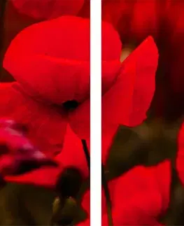 Obrazy kvetov 5-dielny obraz pole divých makov