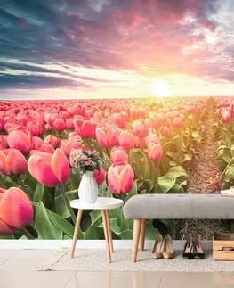 Tapety kvety Tapeta východ slnka nad lúkou s tulipánmi