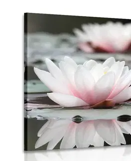 Obrazy kvetov Obraz lotosový kvet