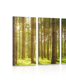 Obrazy prírody a krajiny 5-dielny obraz slnečné ráno v lese