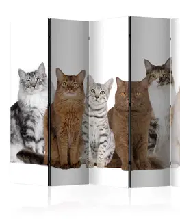Paravány Paraván Sweet Cats Dekorhome 225x172 cm (5-dielny)