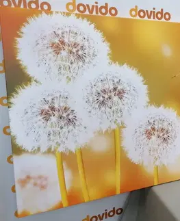 Obrazy kvetov Obraz nadýchaná púpava