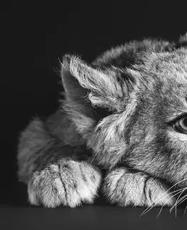 Samolepiace tapety Samolepiaca fototapeta mláďa leva v čiernobielom