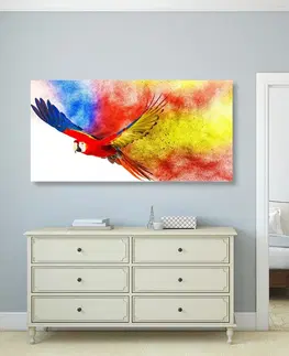 Obrazy zvierat Obraz let papagája