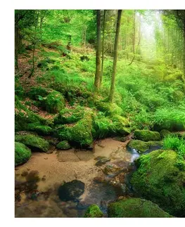 Tapety Samolepiaca tapeta zelená oáza - Humid Forest