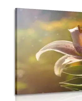 Obrazy kvetov Obraz nádherný kvet s retro nádychom