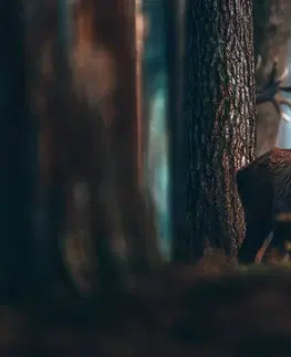 Samolepiace tapety Samolepiaca fototapeta jeleň v lese