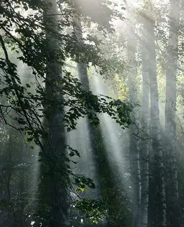 Samolepiace tapety Samolepiaca fototapeta slnečné lúče v hmlistom lese