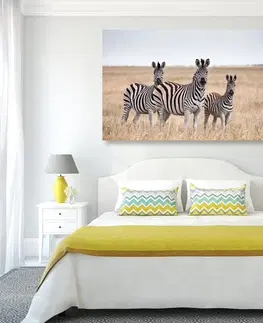 Obrazy zvierat Obraz tri zebry v savane
