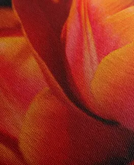 Obrazy kvetov Obraz nádherné tulipány na lúke