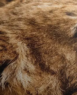 Obrazy zvierat Obraz mláďa leva