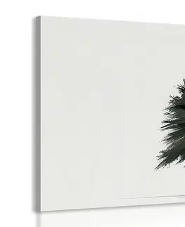 Obrazy stromy a listy Obraz minimalistický ihličnatý strom
