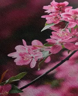 Obrazy kvetov Obraz detailné kvety čerešne