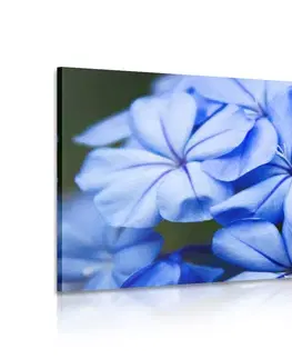 Obrazy kvetov Obraz malebné modré kvety