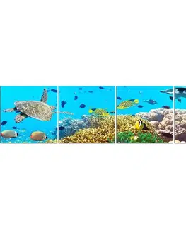 Dekoračné panely Sklenený panel 60/240 Aquarium-2 4-Elem