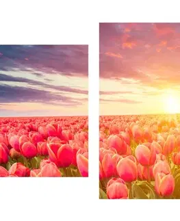 Obrazy kvetov 5-dielny obraz východ slnka nad lúkou s tulipánmi