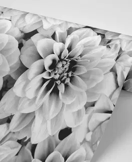 Čiernobiele tapety Fototapeta kvety dálie v čiernobielom prevedení