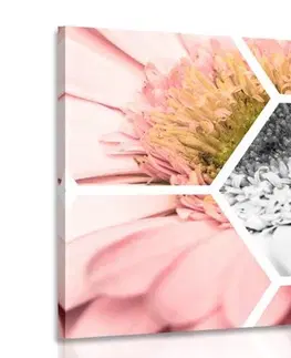 Obrazy kvetov Obraz gerbera v šesťuholníku