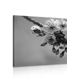 Čiernobiele obrazy Obraz kvitnúci konárik čerešne v čiernobielom prevedení
