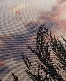 Obrazy prírody a krajiny Obraz klásky dlhej trávy