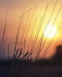 Obrazy prírody a krajiny Obraz východ slnka nad lúkou