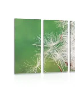 Obrazy kvetov 5-dielny obraz semienka púpavy