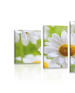 Obrazy kvetov 5-dielny obraz jarná lúka plná kvetov