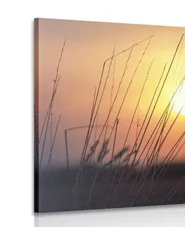 Obrazy prírody a krajiny Obraz východ slnka nad lúkou