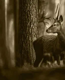 Čiernobiele obrazy Obraz jeleň v borovicovom lese v sépiovom prevedení