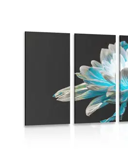 Obrazy kvetov 5-dielny obraz sedmokráska na čiernom pozadí
