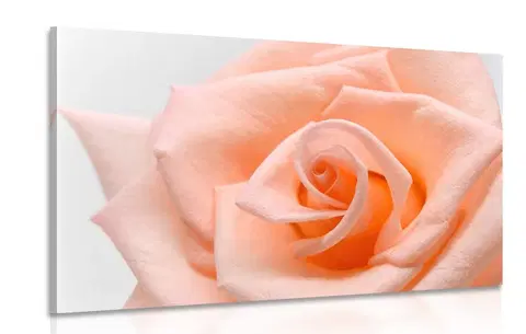 Obrazy kvetov Obraz ruža v broskyňovom odtieni