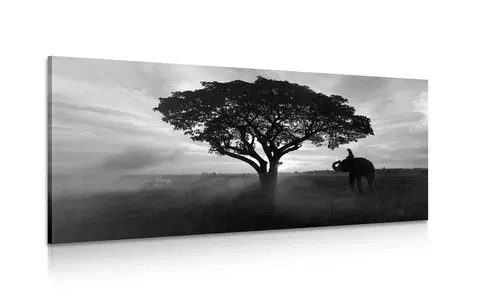 Čiernobiele obrazy Obraz slon pri východe slnka v čiernobielom prevedení