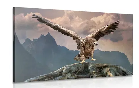 Obrazy zvierat Obraz orol s roztiahnutými krídlami nad horami