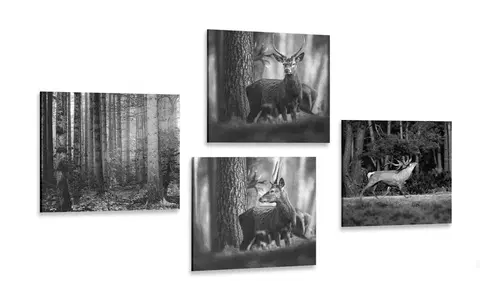 Zostavy obrazov Set obrazov lesné zvieratá v čiernobielom prevedení