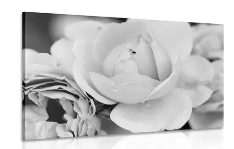 Čiernobiele obrazy Obraz plný ruží v čiernobielom prevedení