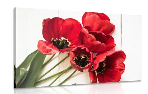 Obrazy kvetov Obraz rozkvitnuté červené tulipány