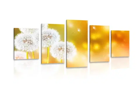 Obrazy kvetov 5-dielny obraz nadýchaná púpava