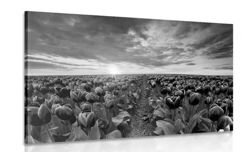 Čiernobiele obrazy Obraz východ slnka nad lúkou s tulipánmi v čiernobielom prevedení