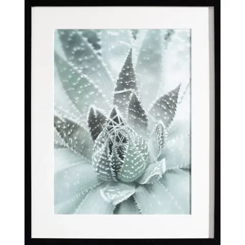 Obrazy Obraz Succulents III 40x50xcm