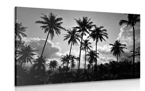Čiernobiele obrazy Obraz kokosové palmy na pláži v čiernobielom prevedení