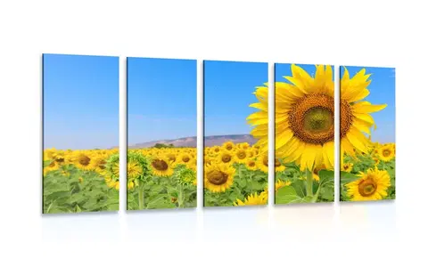 Obrazy kvetov 5-dielny obraz pole slnečníc