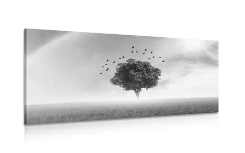 Čiernobiele obrazy Obraz osamelý strom na lúke v čiernobielom prevedení