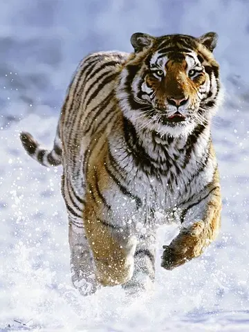 Hračky puzzle RAVENSBURGER - Tiger na snehu 500 dielikov