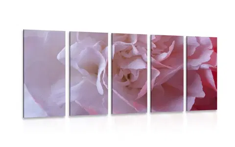 Obrazy kvetov 5-dielny obraz lupienky karafiátu