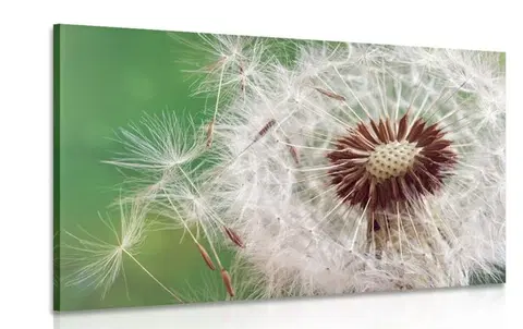 Obrazy kvetov Obraz semienka púpavy