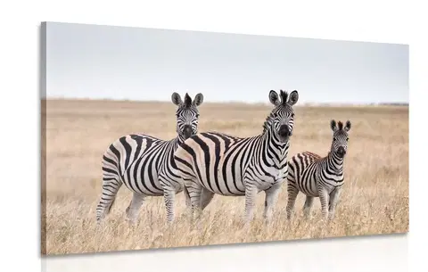 Obrazy zvierat Obraz tri zebry v savane