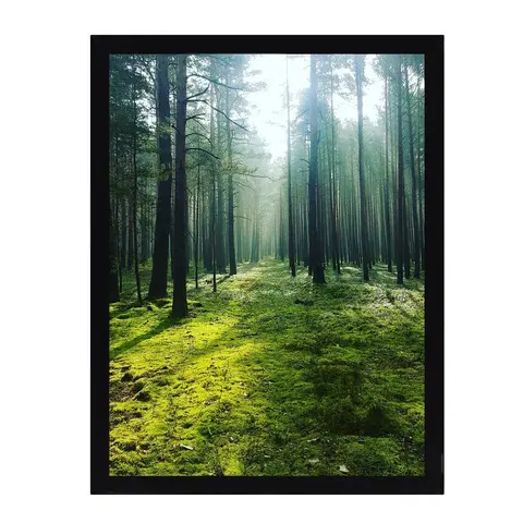 Obrazy Obraz Green Forest 30x40cm