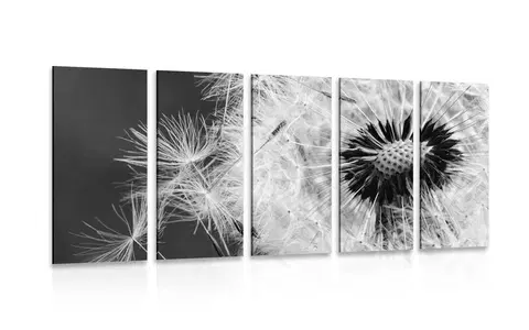 Čiernobiele obrazy 5-dielny obraz semienka púpavy v čiernobielom prevedení