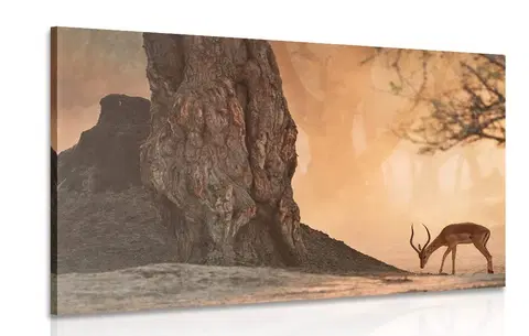 Obrazy zvierat Obraz africká antilopa